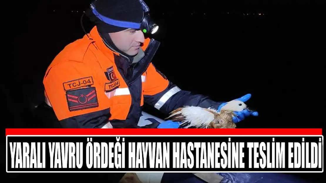 Yaralı yavru ördeği hayvan hastanesine teslim edildi