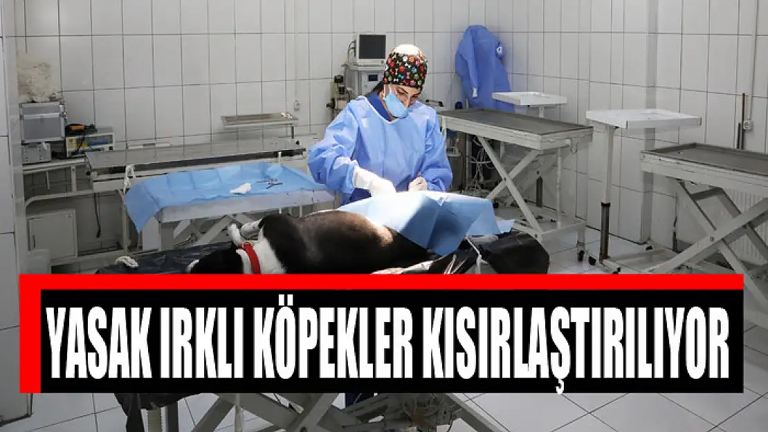 YASAK IRKLI KÖPEKLER KISIRLAŞTIRILIYOR