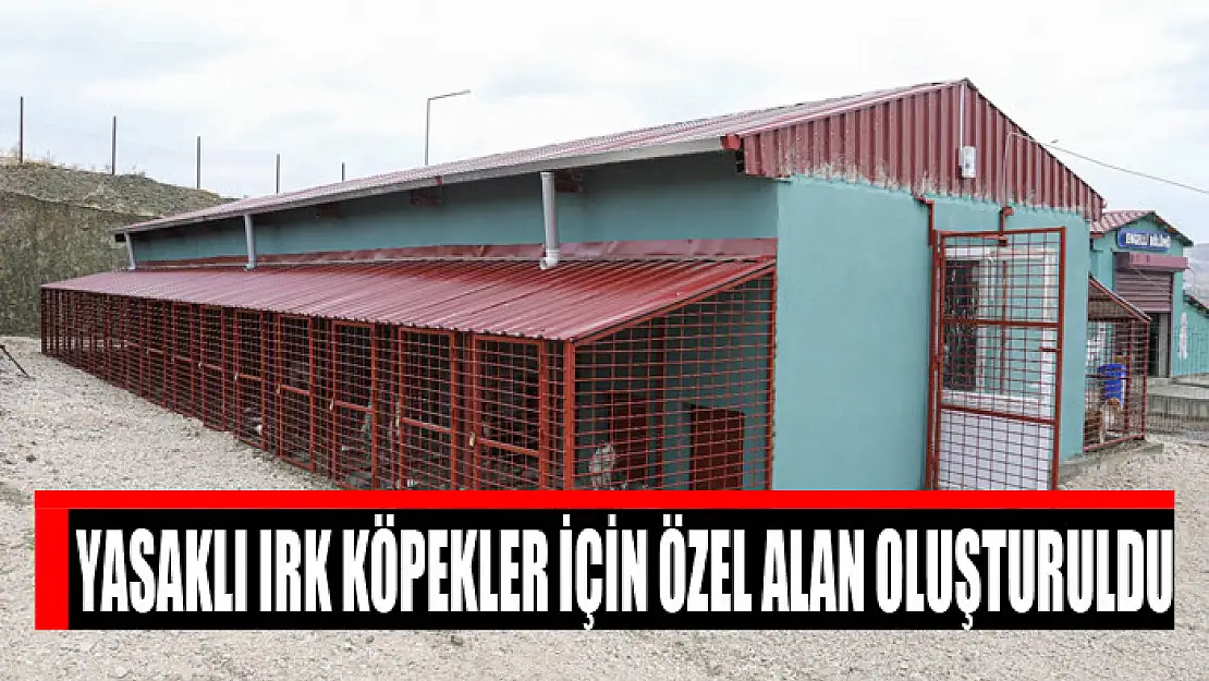 Yasaklı ırk köpekler için özel alan oluşturuldu