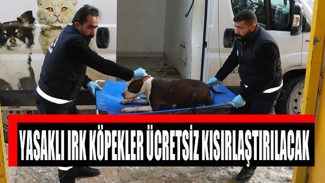 YASAKLI IRK KÖPEKLER ÜCRETSİZ KISIRLAŞTIRILACAK 