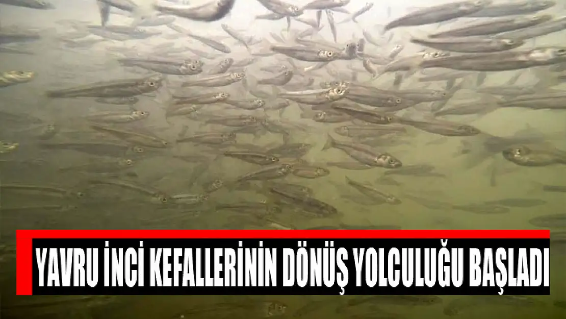 Yavru inci kefallerinin dönüş yolculuğu başladı