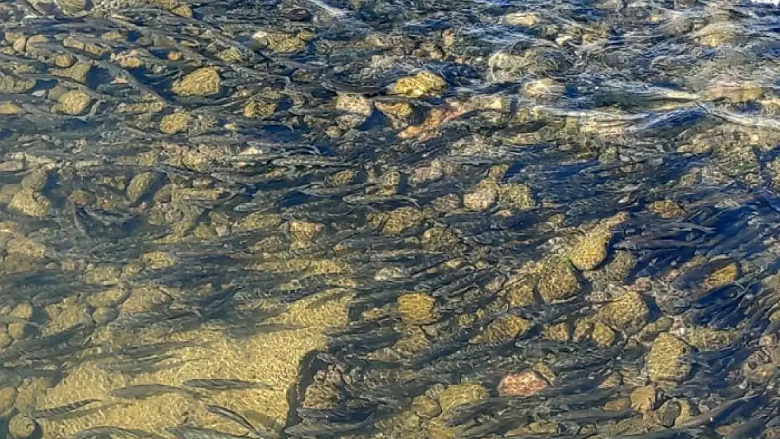 Yavru inci kefallerinin Van Gölü'ne dönüş göçü başladı