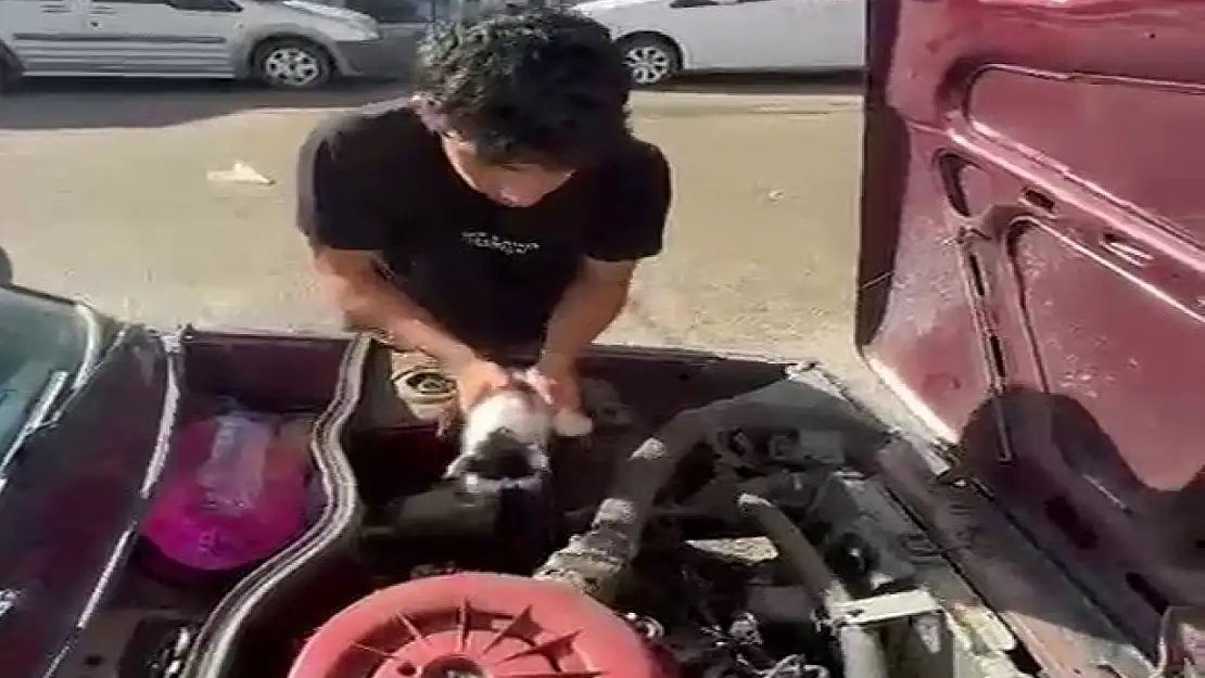 Yavru kedi otomobilin motor bölümünde sıkıştı