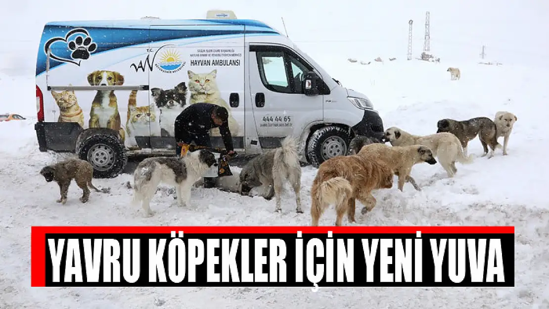 YAVRU KÖPEKLER İÇİN YENİ YUVA