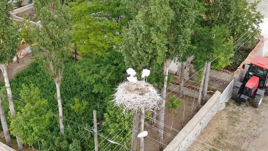 Yavru leylekler uçmaya hazırlanıyor