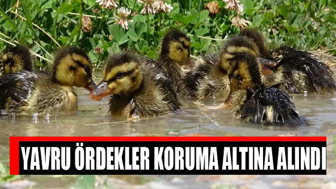 Yavru ördekler koruma altına alındı