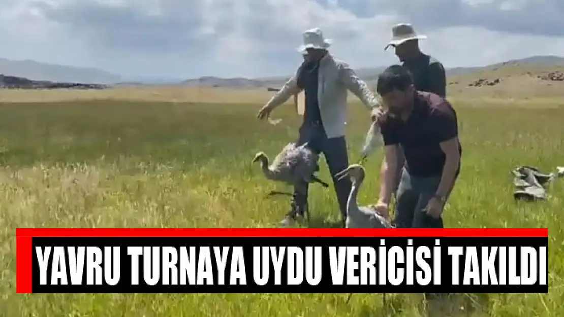 Yavru turnaya uydu vericisi takıldı