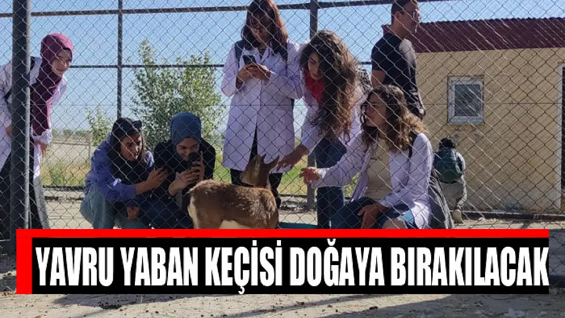 Yavru yaban keçisi doğaya bırakılacak