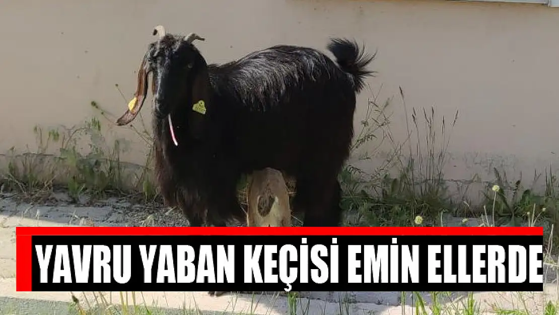 Yavru yaban keçisi emin ellerde