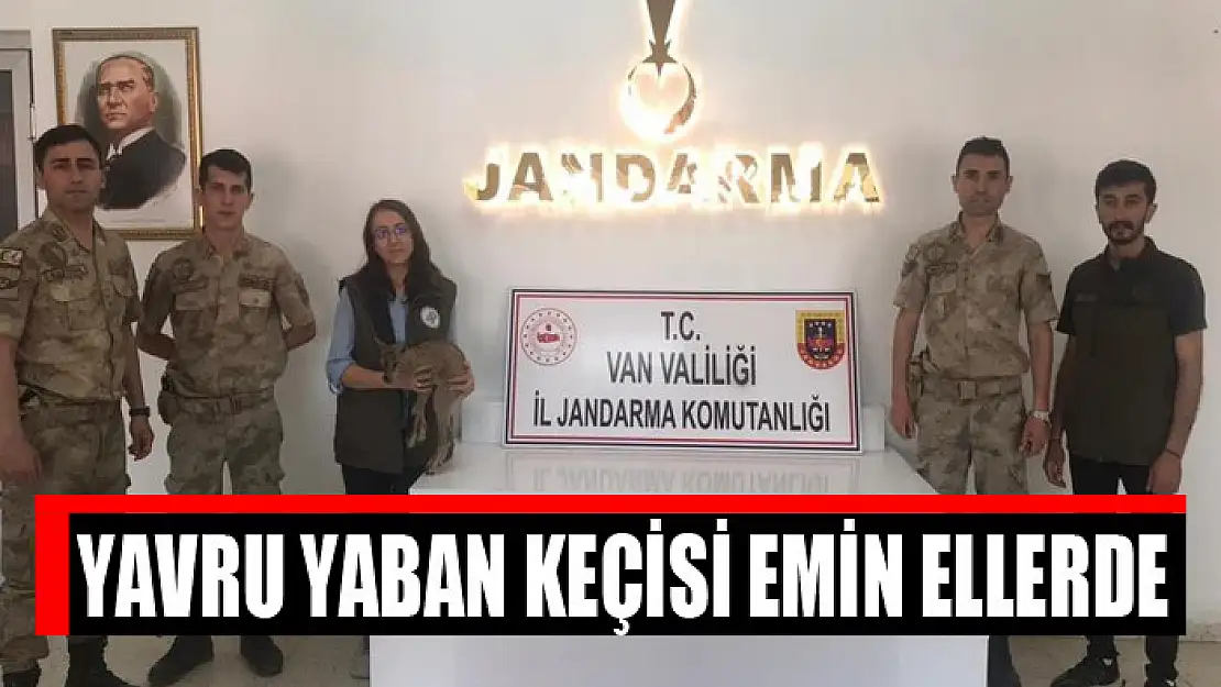 Yavru yaban keçisi emin ellerde