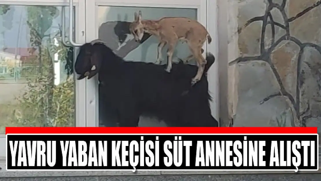 Yavru yaban keçisi süt annesine alıştı