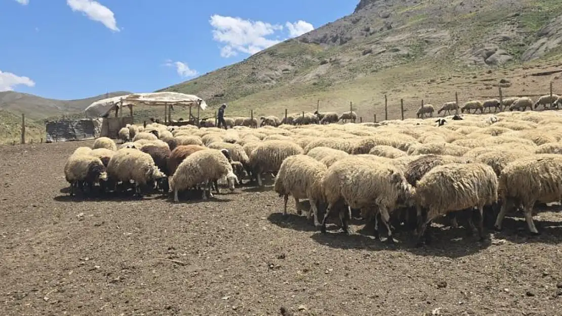 Yayla kiralayıp hayvancılık yapıyorlar