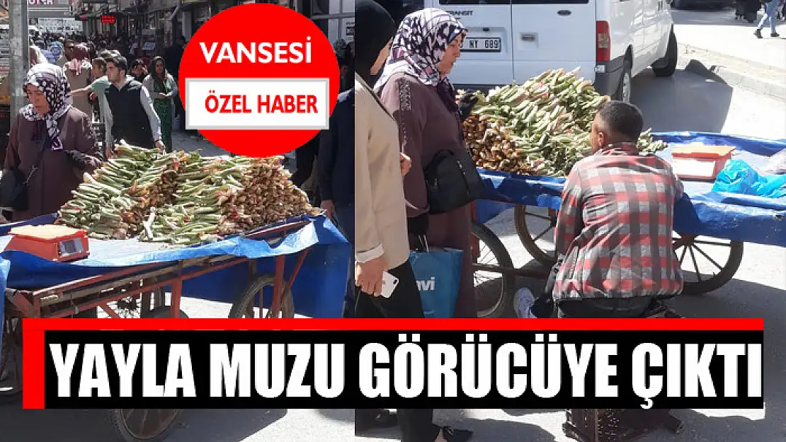 Yayla muzu görücüye çıktı