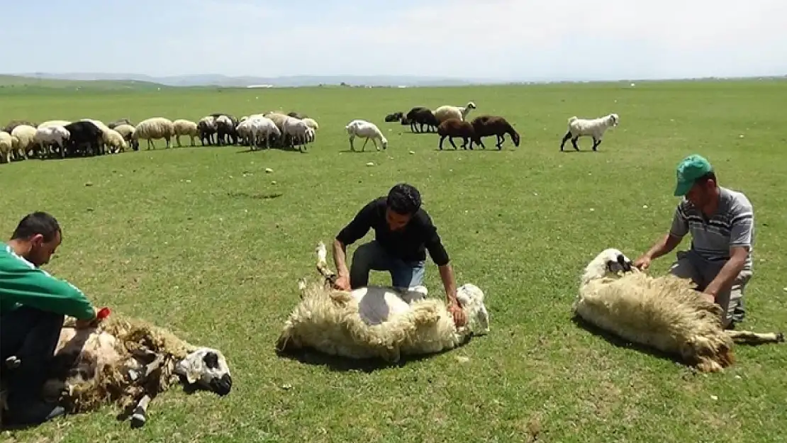 Yaylalarda koyun kırkma zamanı