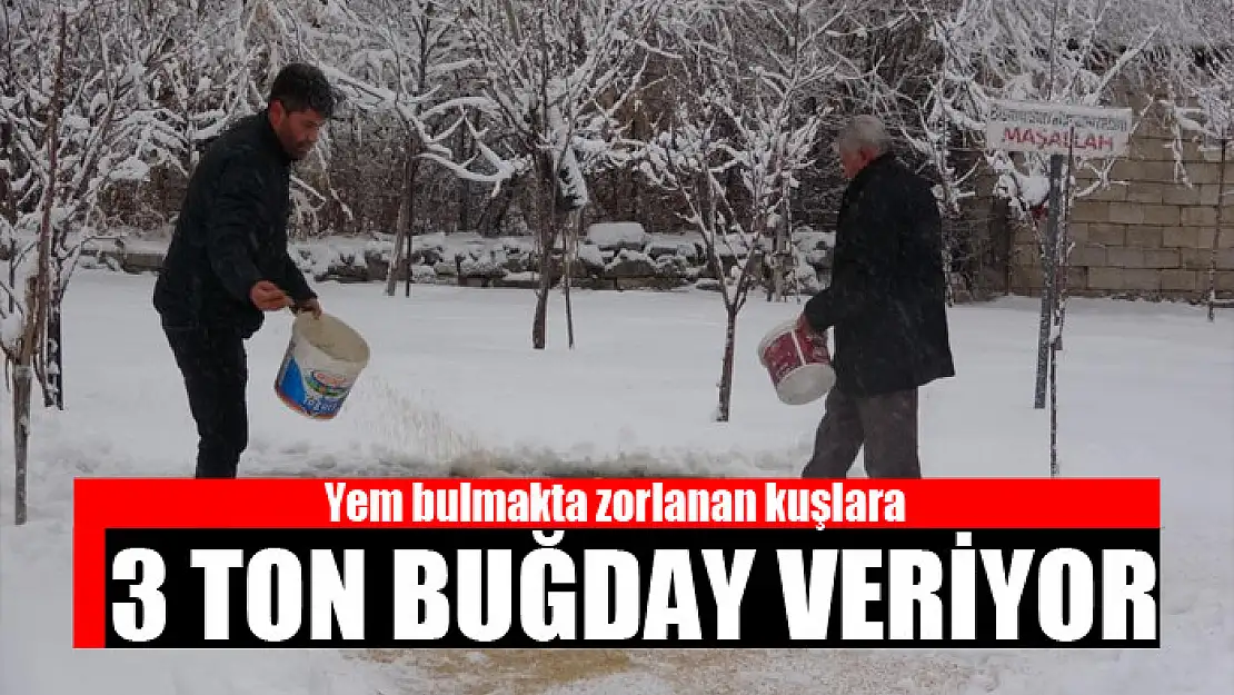 Yem bulmakta zorlanan kuşlara, 3 ton buğday veriyor