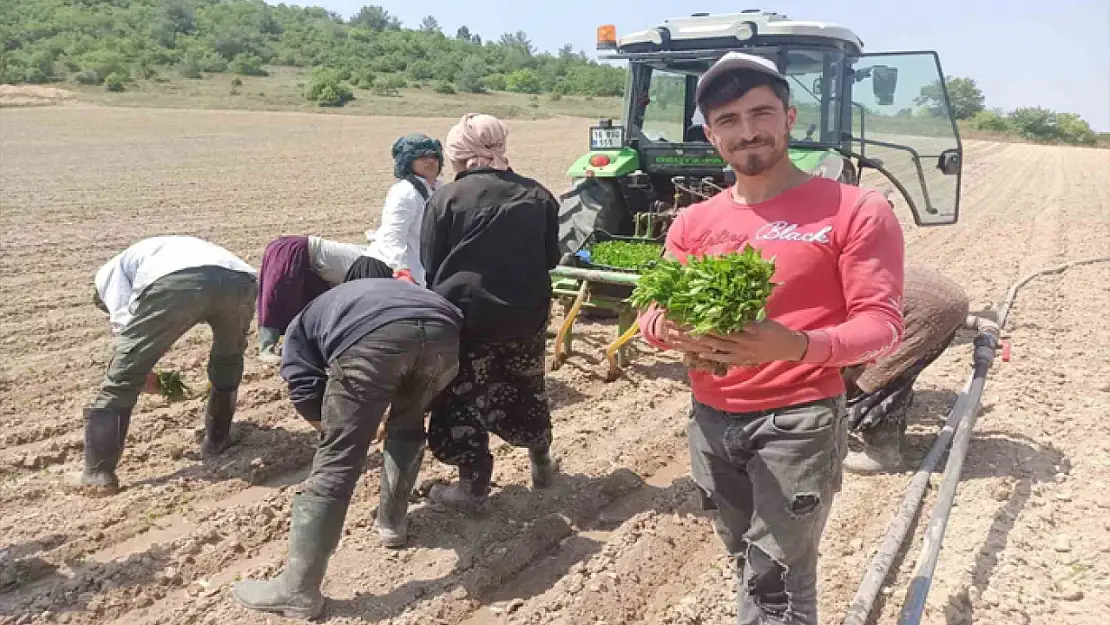 Yeşil altın fideleri toprakla buluştu