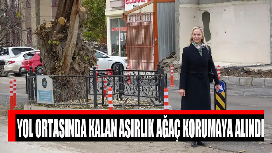 Yol ortasında kalan asırlık ağaç korumaya alındı