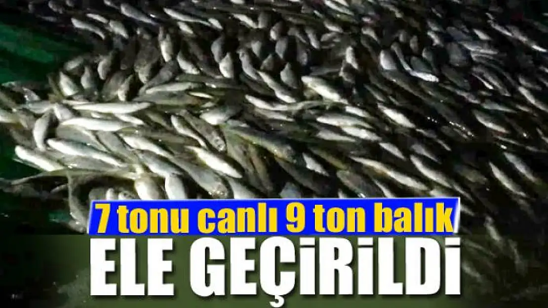 7 tonu canlı 9 ton balık ele geçirildi