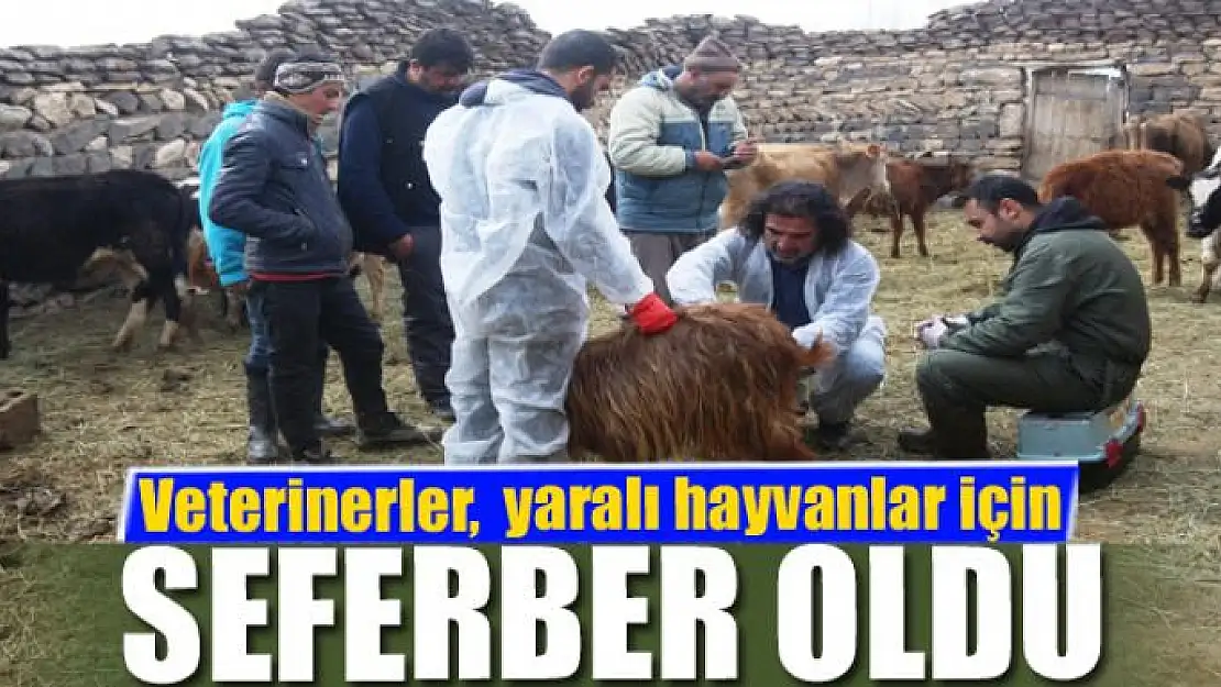 Veteriner hekimler, yaralı hayvanlar için seferber oldu