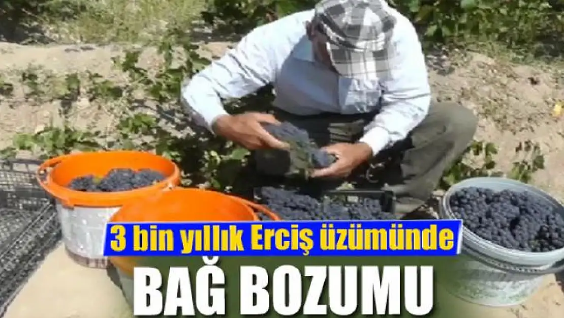 3 bin yıllık Erciş üzümünde bağ bozumu