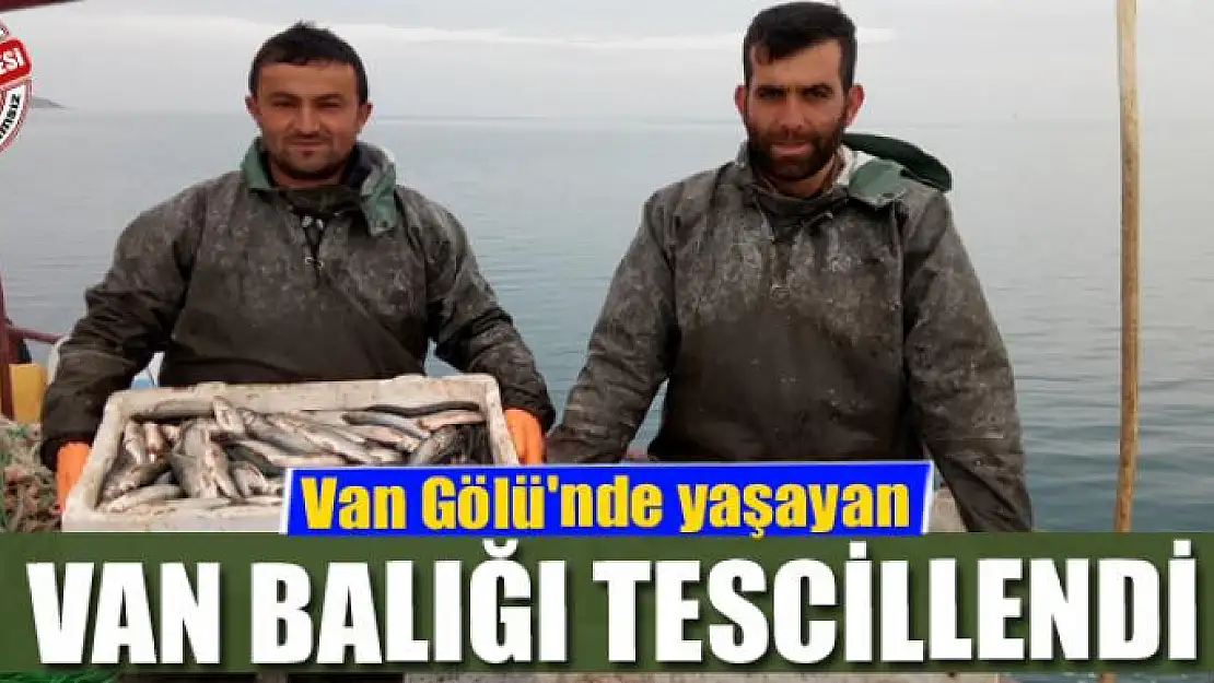 Van Gölü'nde yaşayan Van Balığı tescillendi