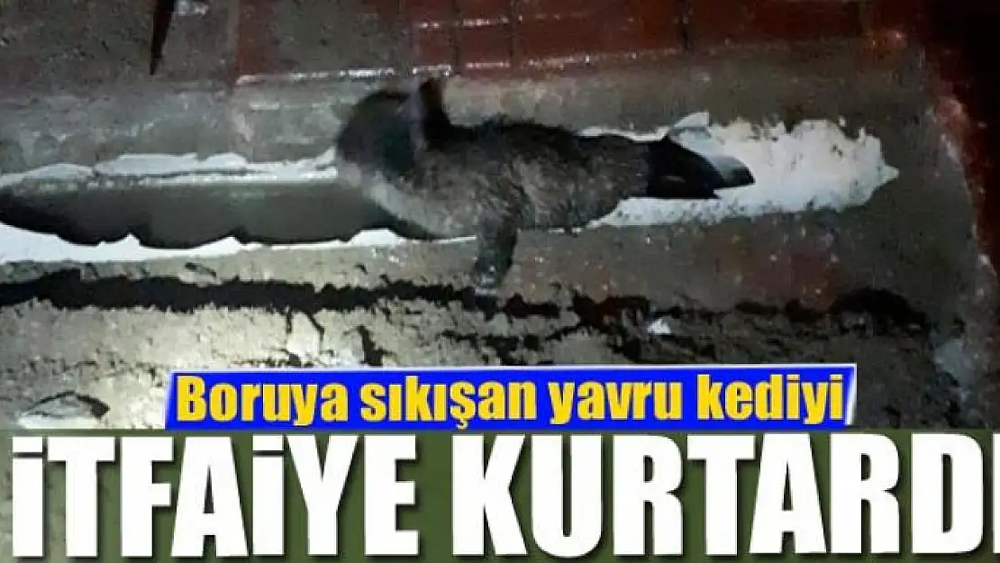 Boruya sıkışan yavru kediyi itfaiye kurtardı