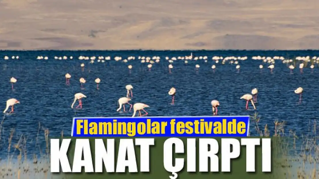 Flamingolar festivalde kanat çırptı