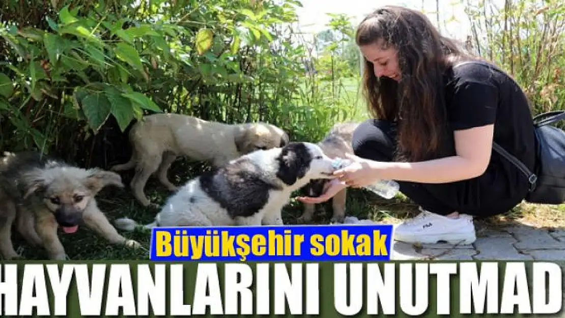 Büyükşehir sokak hayvanlarını unutmadı