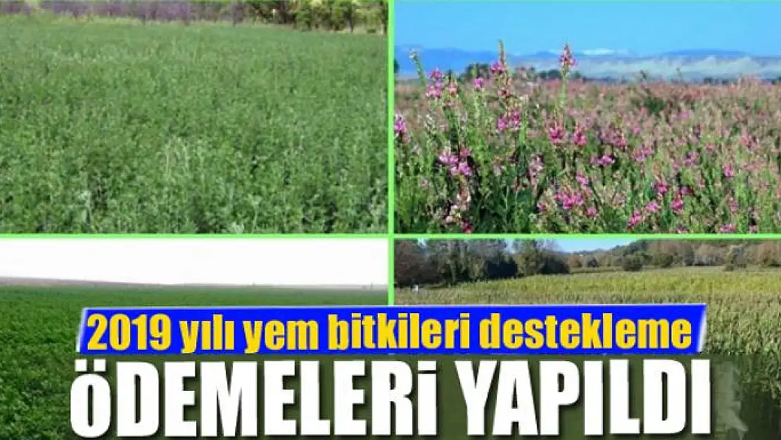 Van'da 2019 yılı yem bitkileri destekleme ödemeleri yapıldı