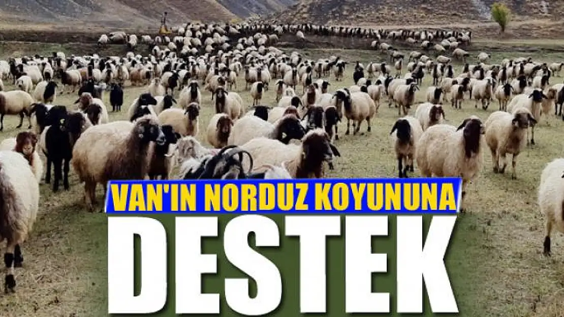 Van'ın Norduz koyununa destek