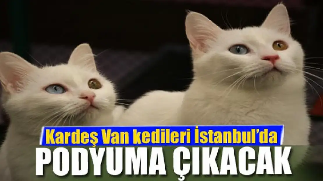 Kardeş Van kedileri İstanbul'da podyuma çıkacak