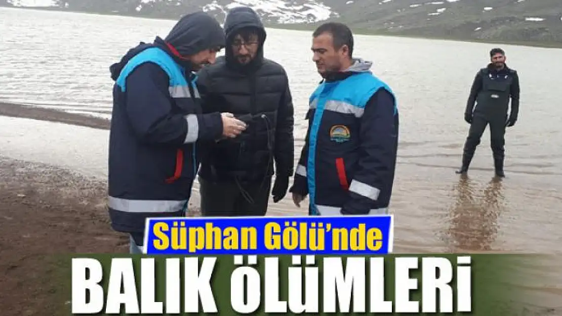 Süphan Gölü'nde balık ölümleri