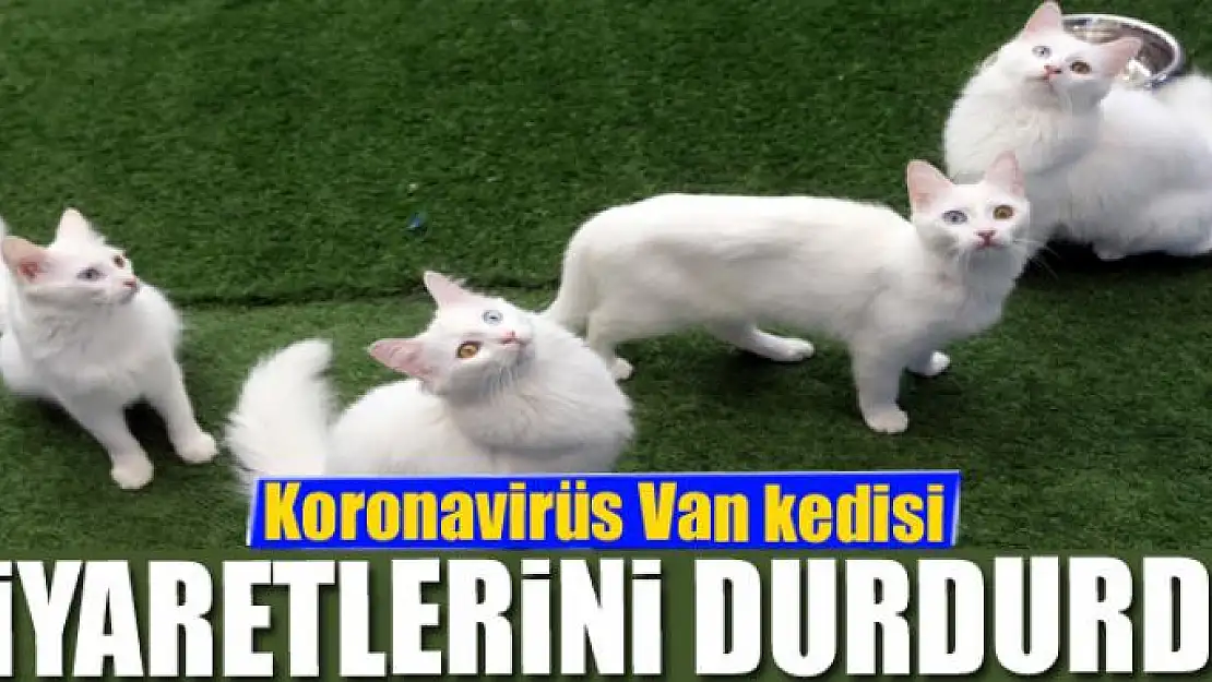 Koronavirüs Van kedisi ziyaretlerini durdurdu