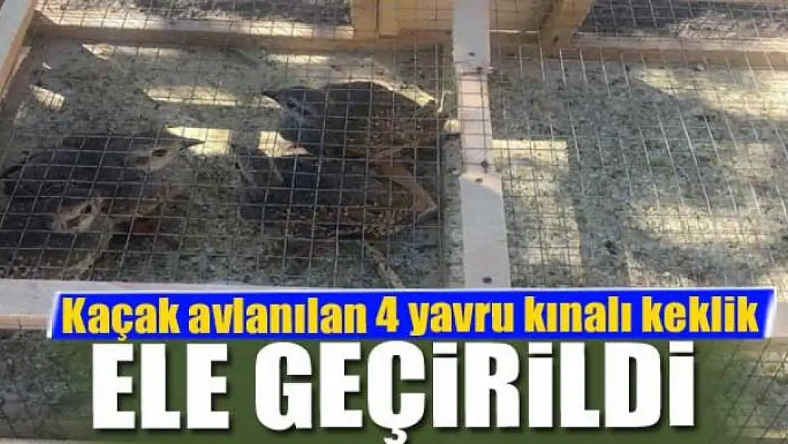 Kaçak avlanılan 4 yavru kınalı keklik ele geçirildi