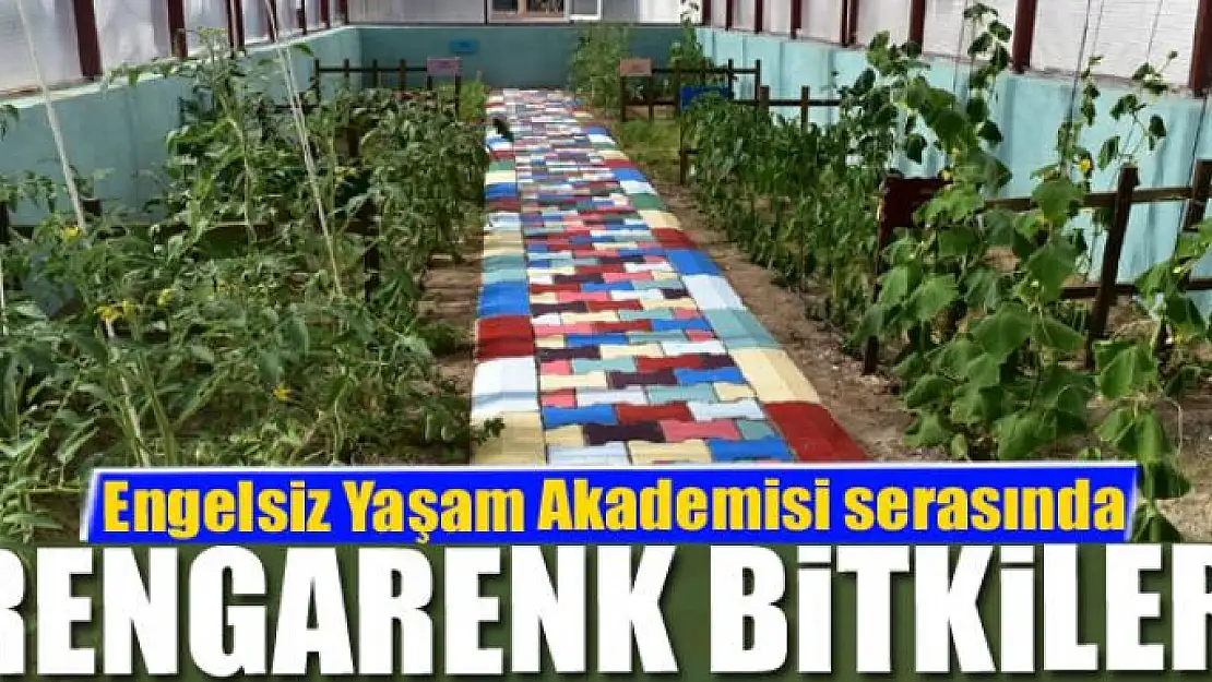 Engelsiz Yaşam Akademisi serasında rengarenk bitkiler