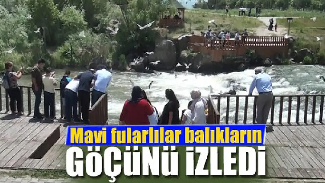 Mavi fularlılar balıkların göçünü izledi 