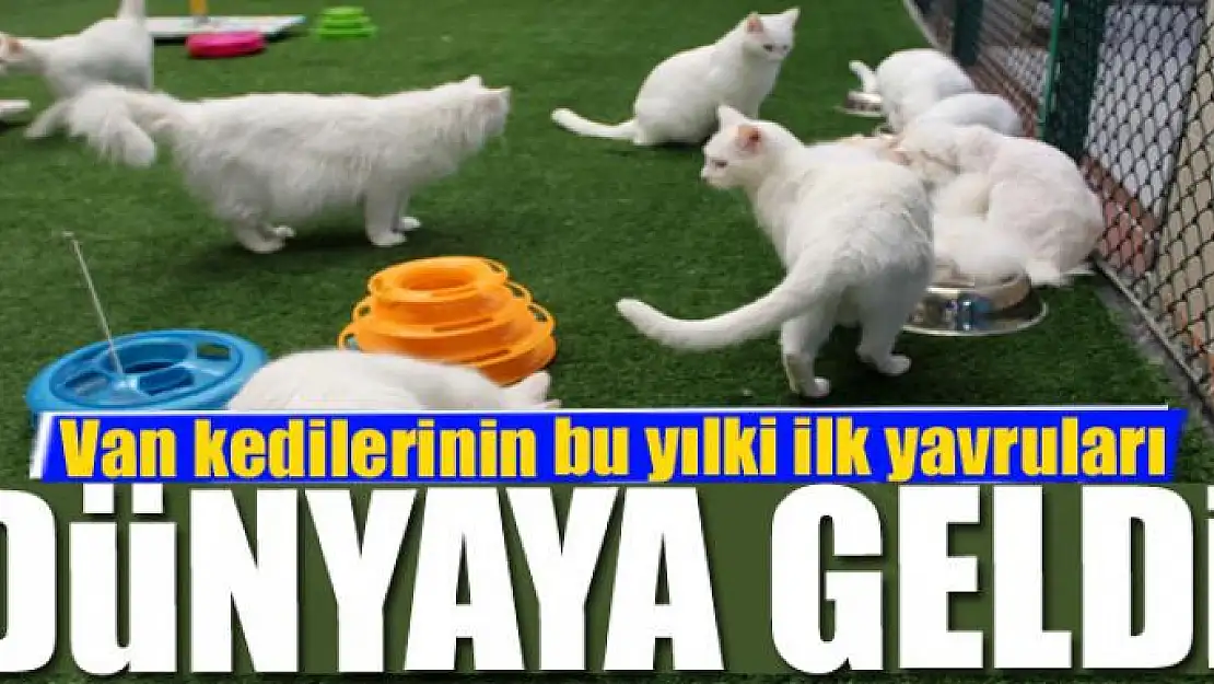 Van kedilerinin bu yılki ilk yavruları dünyaya geldi