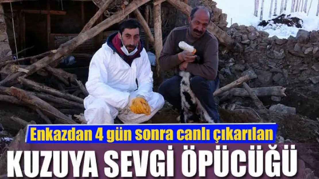 Enkazdan 4 gün sonra canlı çıkarılan kuzuya sevgi öpücüğü