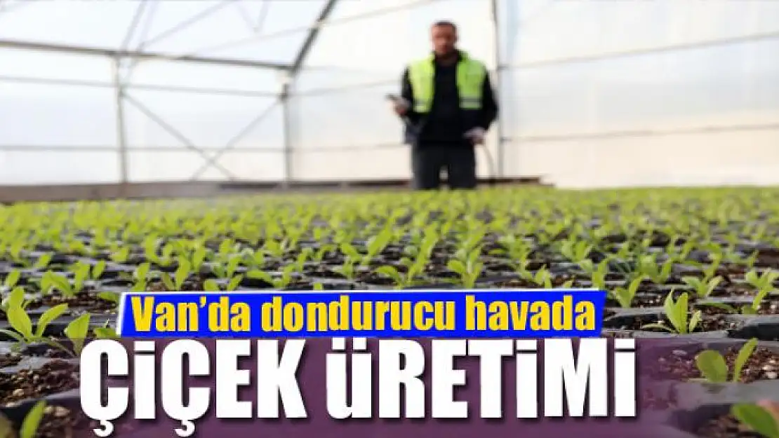 Van'da dondurucu havada çiçek üretimi