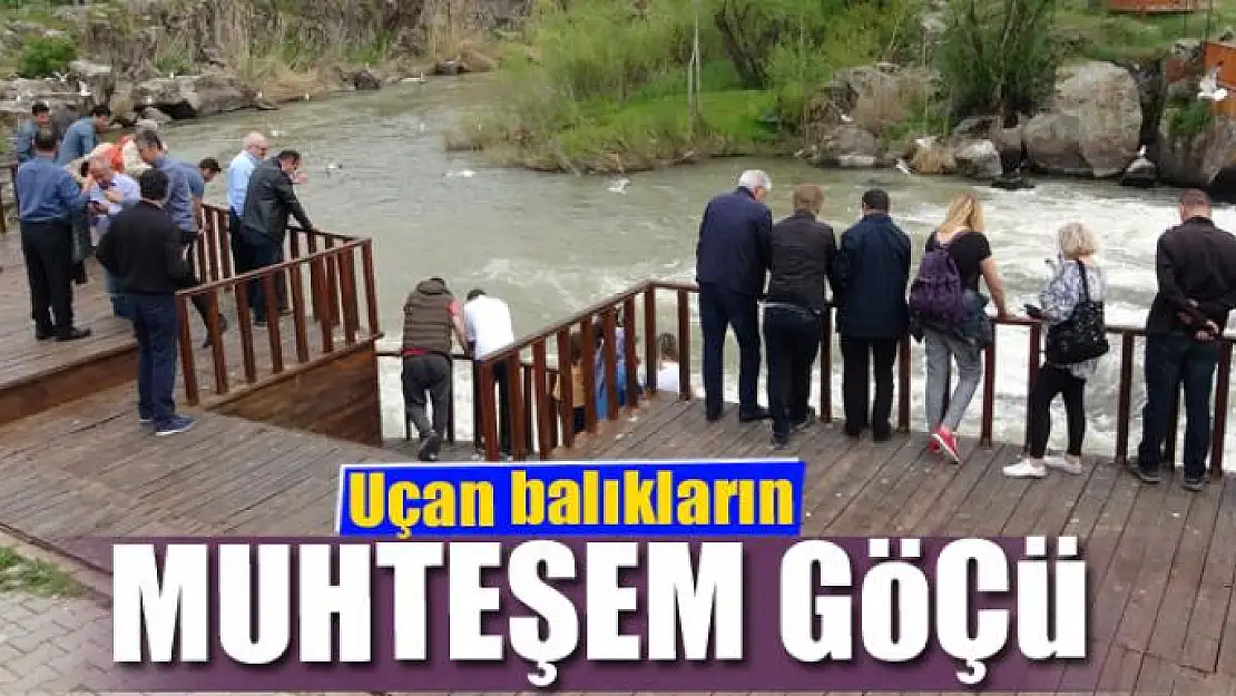 Uçan balıkların muhteşem göçü