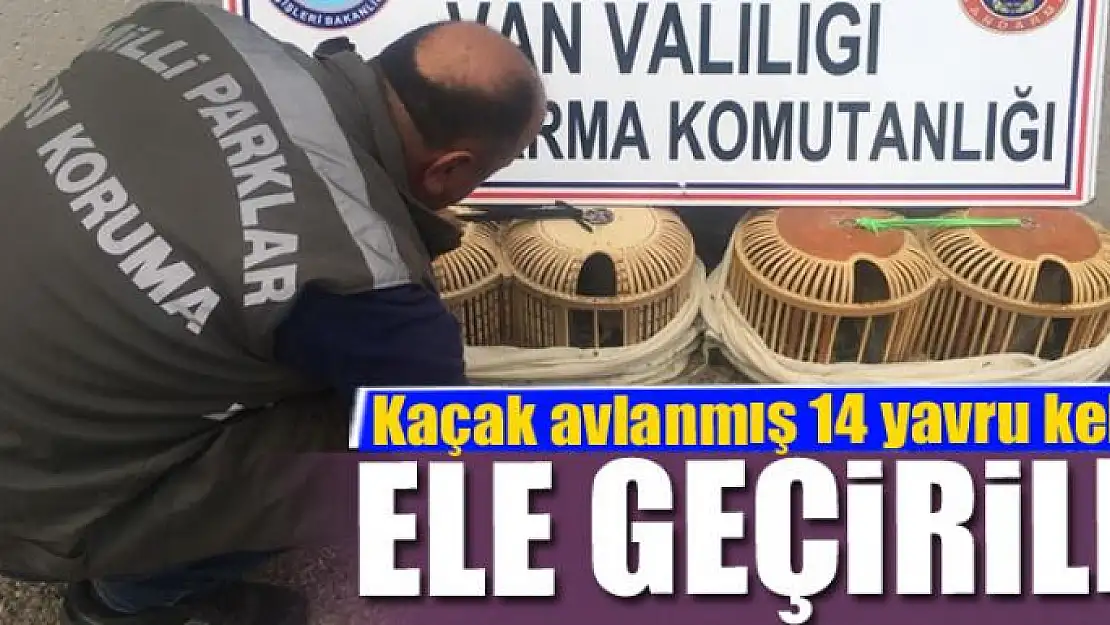 Gevaş'ta kaçak avlanmış 14 yavru keklik ele geçirildi