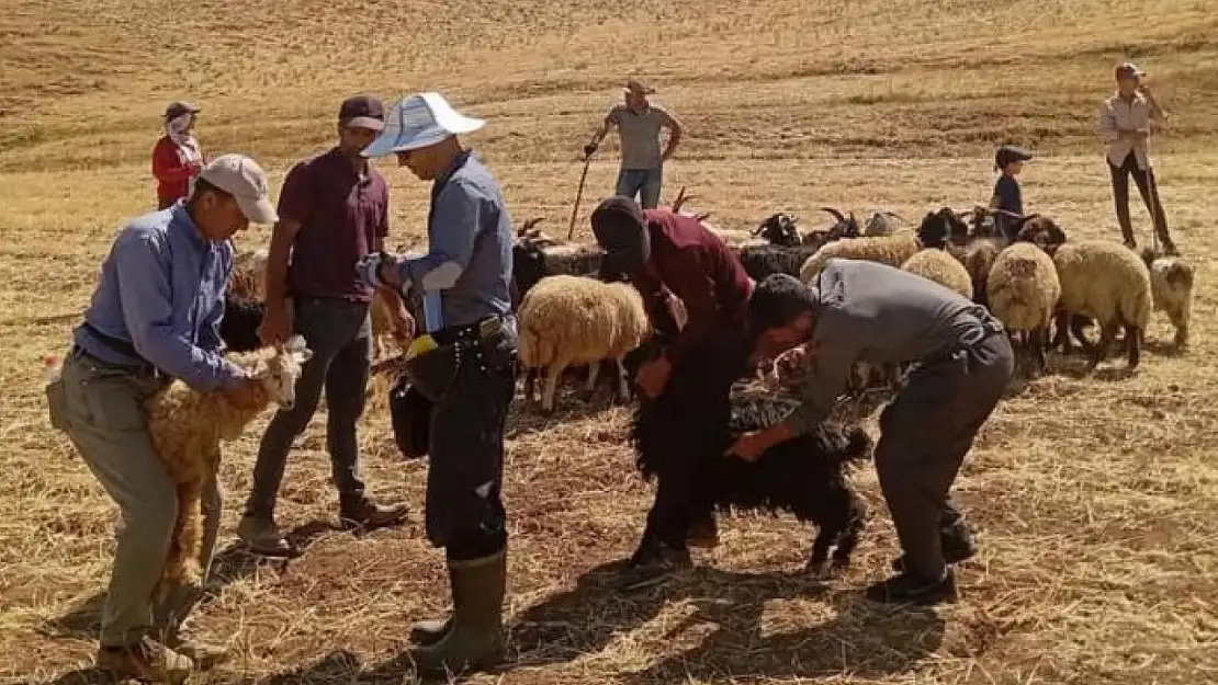 Yüksekova'da hayvan aşılama ve kimliklendirme çalışması devam ediyor