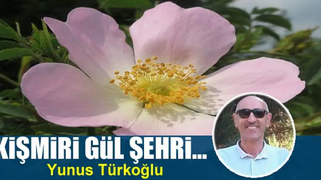 Kişmiri Gül Şehri…