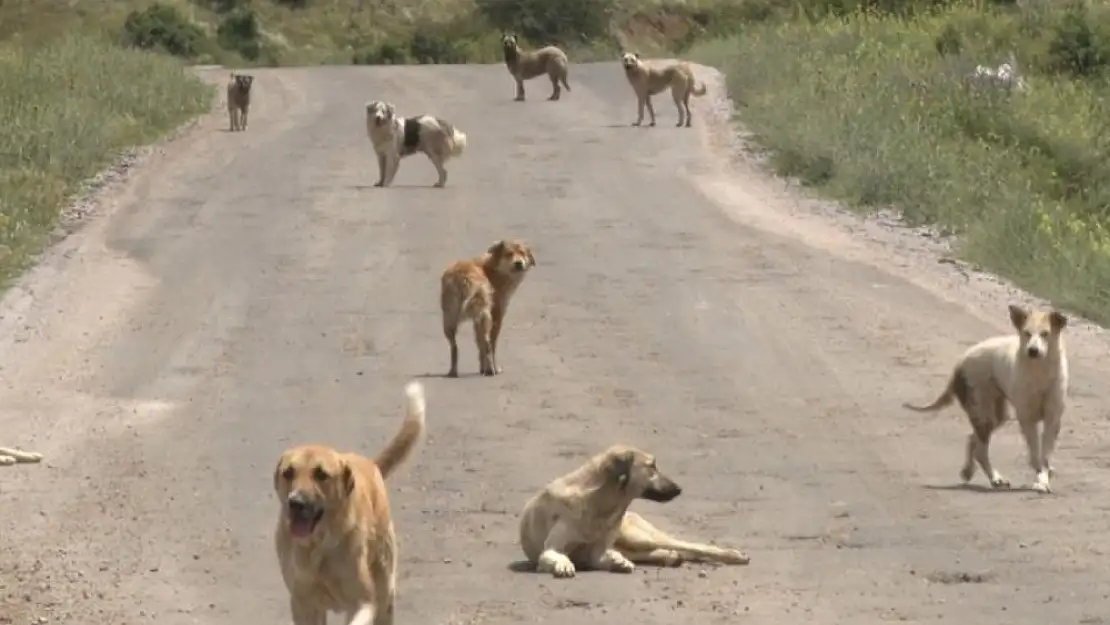 Yüzlerce başıboş köpek açlıktan birbirlerini yemeye başladı