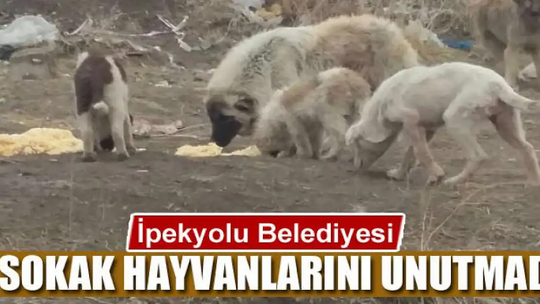 İpekyolu Belediyesi sokak hayvanlarını unutmadı