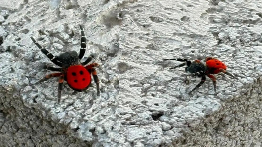 Zehirli 'Uğur Böceği Örümceği' görüldü