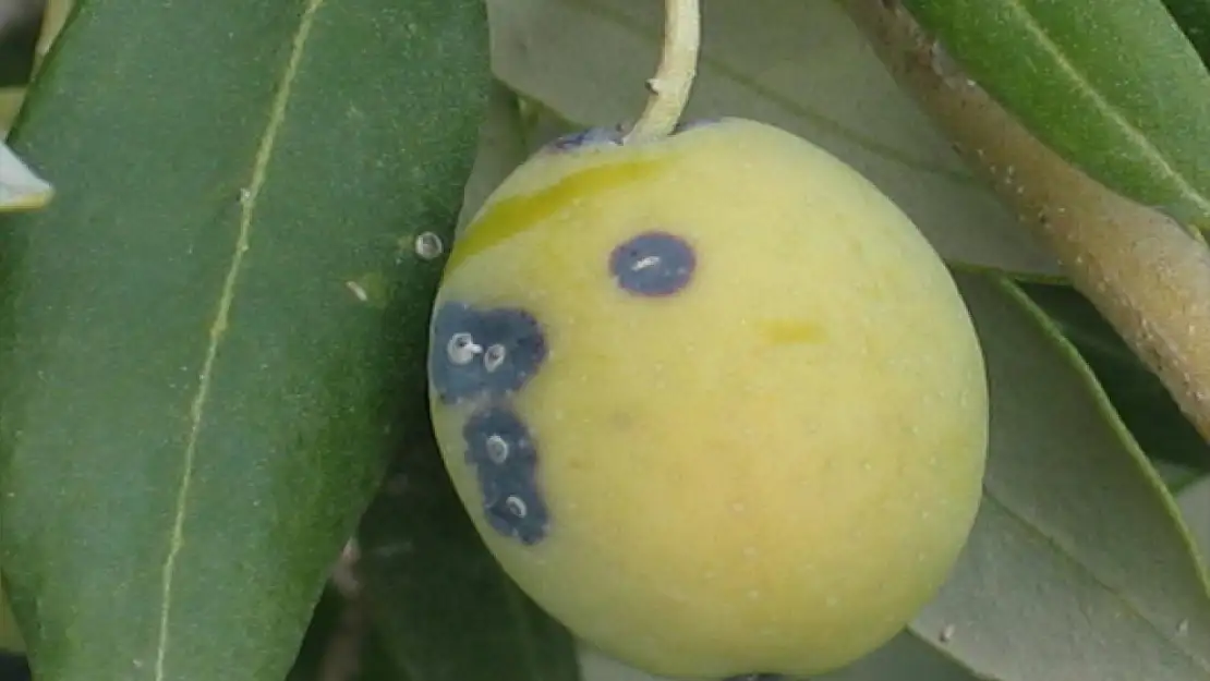 Zeytin üreticilerine 'Zeytin Kabuklu Biti' uyarısı