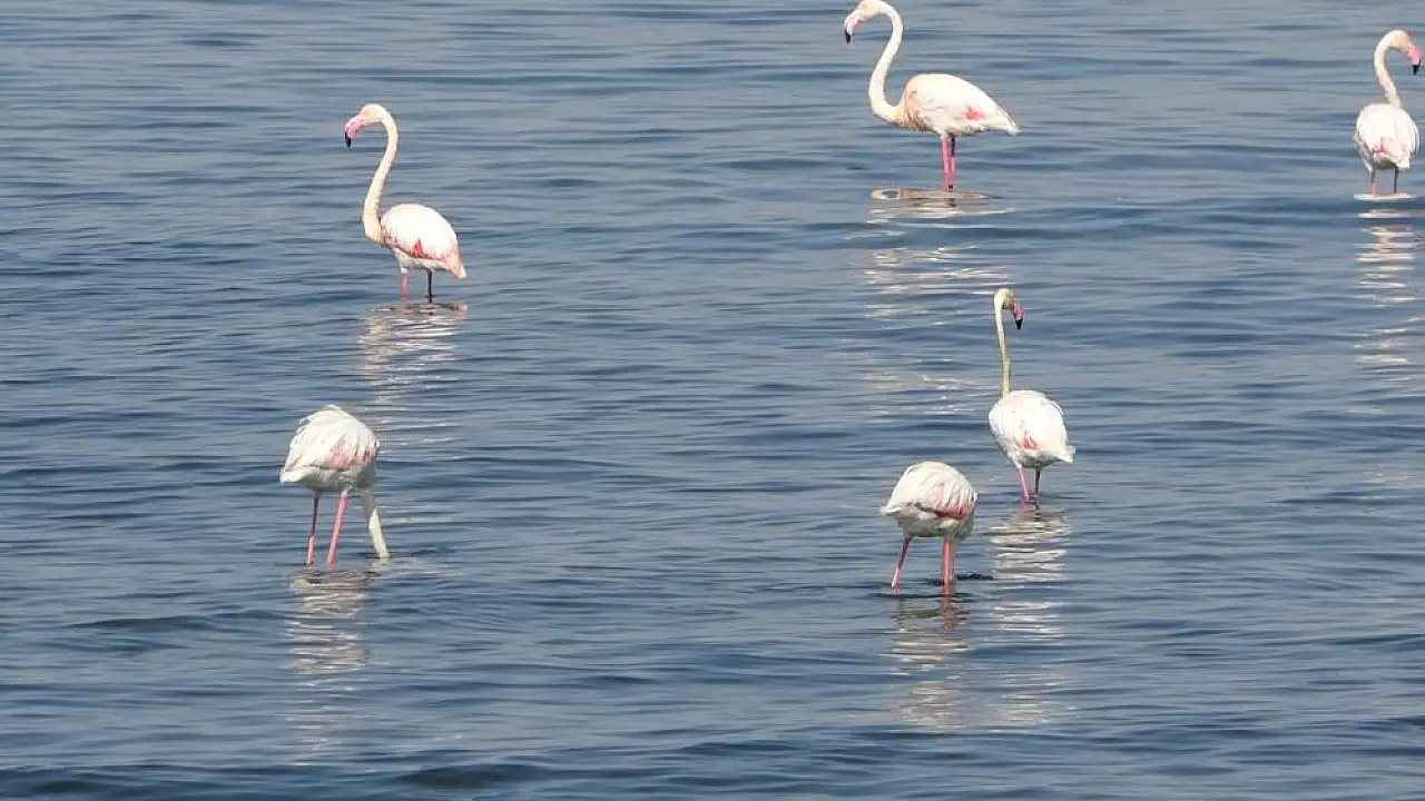 Flamingoların yeni durağı İskele sahili oldu