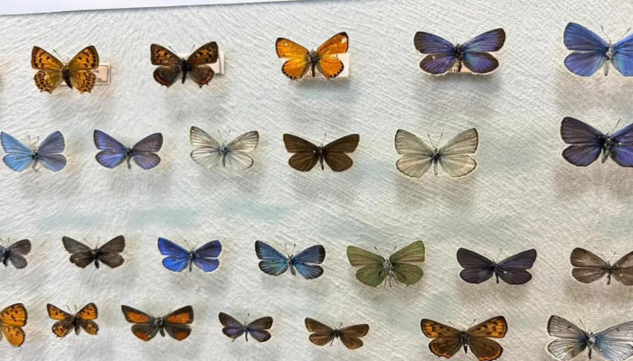 Van'da binlerce kelebeğin korunduğu araştırma koleksiyonu