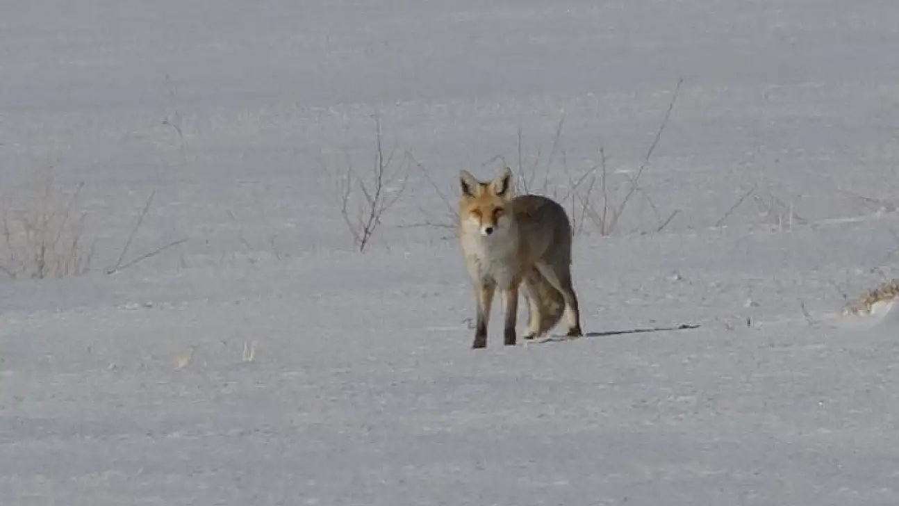 Van'da tilkilerin kar altındaki fare avı görüntülendi